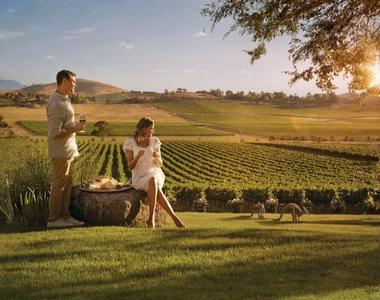 Yarra Valley Afternoon Vineyard Winery Tour
