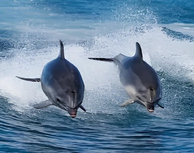 Bruny Island Cruise Day Tour