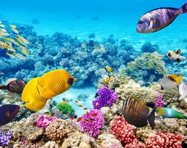 Great Barrier Reef Tour 